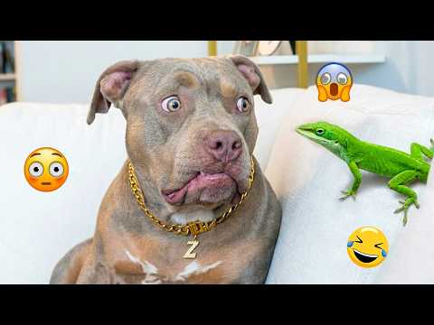 CRAZY DOGS 2026 That Will Make You Laugh NONSTOP  😂🐶 Best Funny Dog Moments! #7