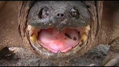 Snapping Turtle Attacks My Camera!