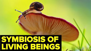 Invisible THREADS Of Living Organisms // Biocenosis & Symbiosis