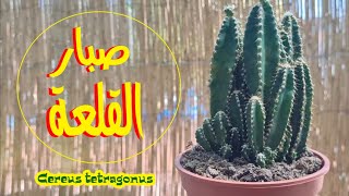 صبار القلعة السحرية، العناية و الاكثار cereus tetragonus