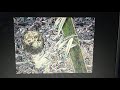 妖怪たたみたたきの動画 妖怪たたみたたきの動画