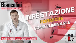 Infestazione Di Formiche - Come Eliminarle Definitivamente