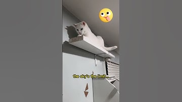 How High Can Cat Jump? Spicy Kitty Wisdom #cats #cat #fluffycat