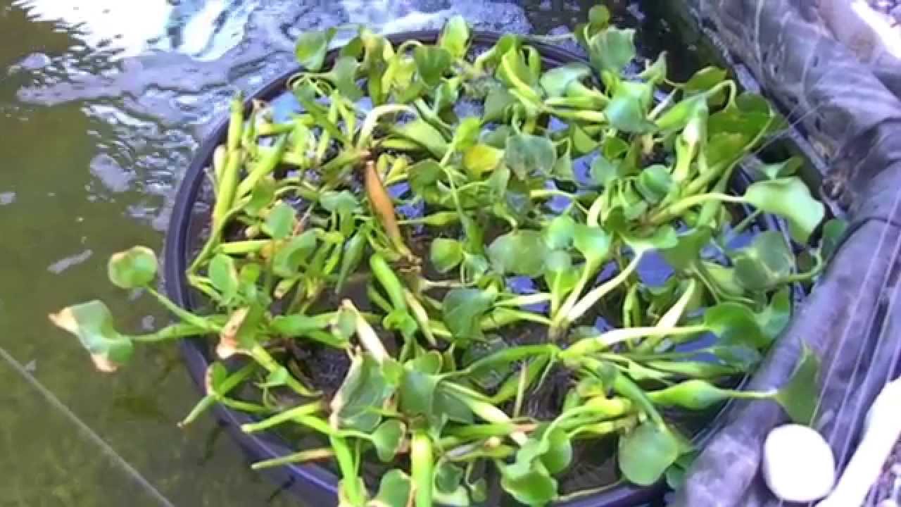 diy water lilies floating pot for pond how to make plants string of pearls fake