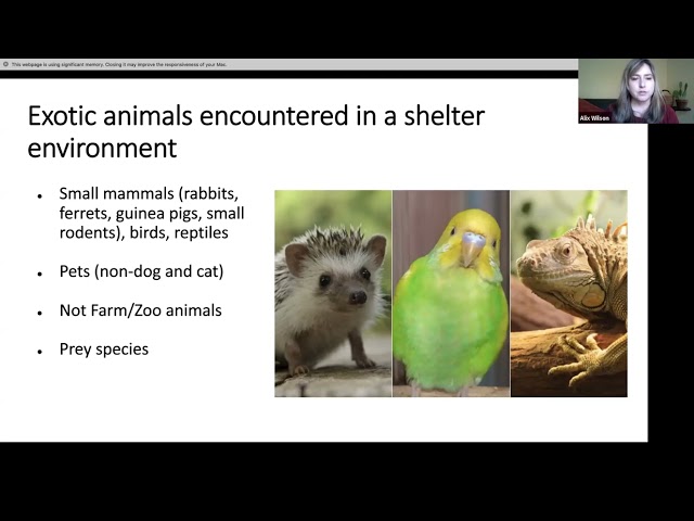 2020 Wild Among Us: Exotic pets workshop series  Week 2
