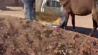 Mule rescue