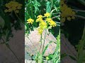 Волоснец серповидный :секреты природы -полезные свойства и применение... #лекарственныерастения