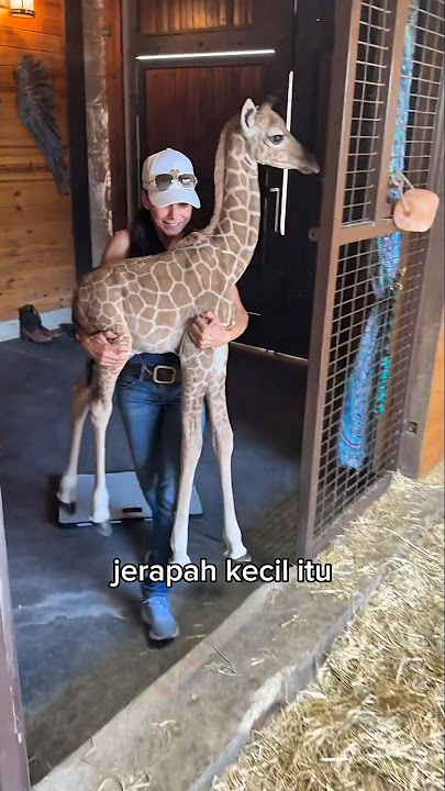 Jerapah Kecil yang Bertahan #shorts