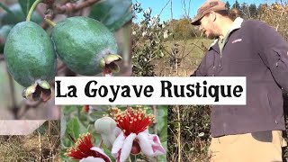 Cultiver la Goyave Rustique !