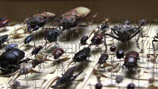 Blackburn Museum Beetle Collection
