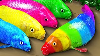 Find colorful surprise eggs, catch fish, betta fish, angelfish, goldfish, cichlid, koi fishing snake