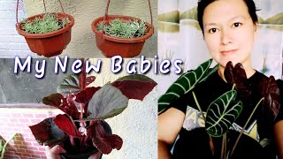 Planting my New Acquired Plants | Plus lot of free plants