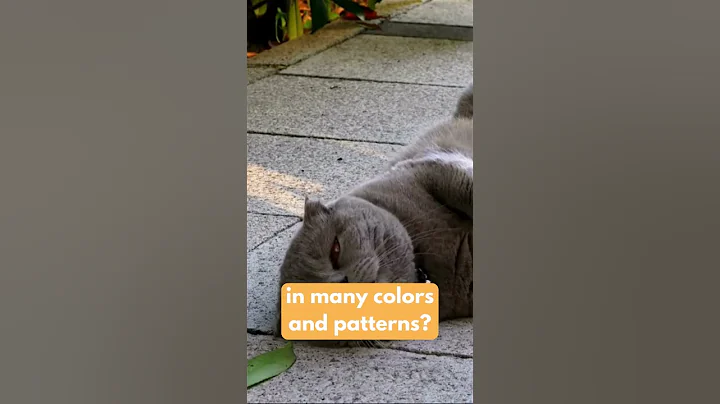 Watch the video about Persian cat No.4 #shorts