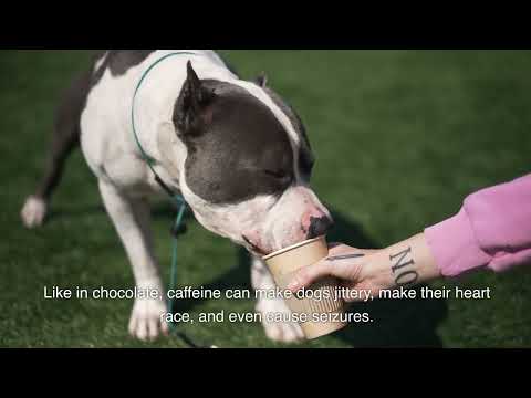 Video: Conkers vor face rău câinilor?