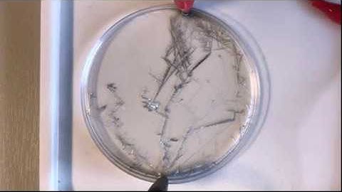 Time lapse video of tin dendrite electrolysis