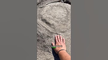 Come with me on a Stromatolite stop! #palaeontology #learn