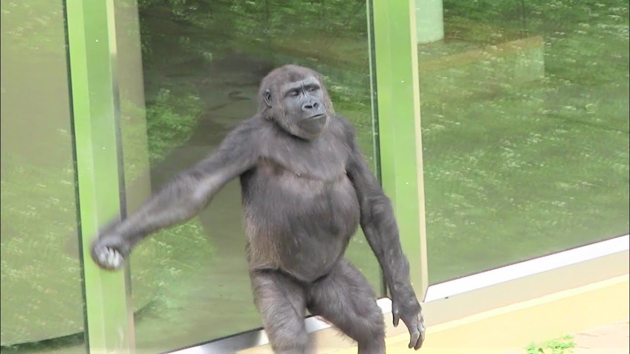  161 Kids Gorilla Play Annie Kiyomasa YouTube