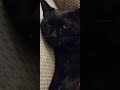 Black cat with fangs sitting funny! #Beautytheblackcat #blackcat #Blackbeauty #catvideos #sillycat