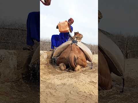 ي م ل أ الع ام ل ق ر ب ة الح م ار ع ل ى الج م ل الك ب ير