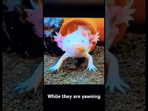 Axolotls cute yawns