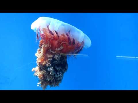 медуза цианея волосистая