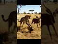 Discovery Animals Amazing Wildlife AI Documentary