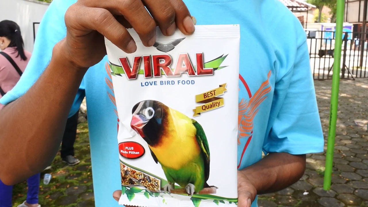 Pakan Lovebird Viral Youtube