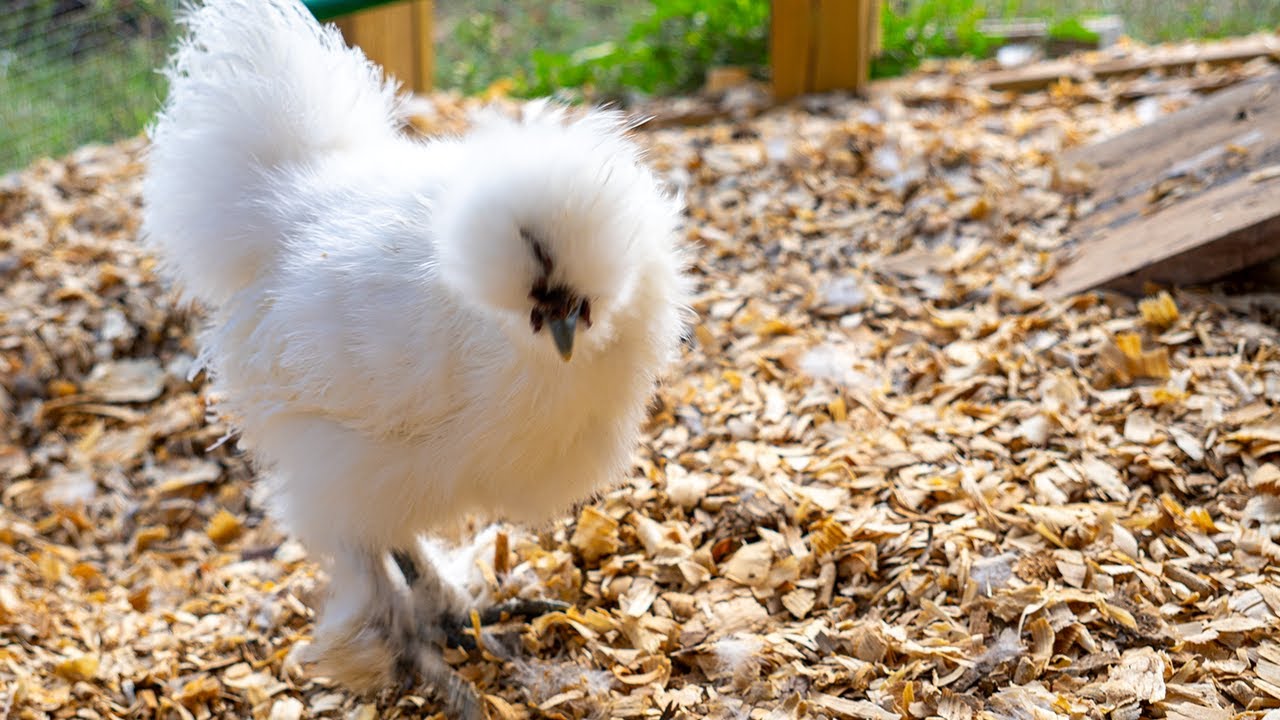 LIVE Silkie Chickens — Coop & Feeder Cam