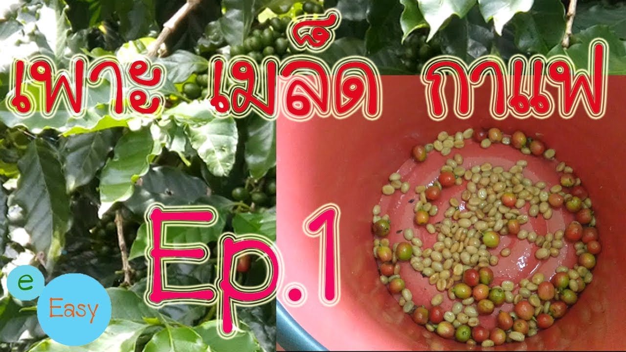 เพาะ เมล็ด กาแฟ Ep.1 | สรุปข้อมูลที่เกี่ยวข้องเมล็ดกาแฟอาราบิก้าที่มีรายละเอียดมากที่สุด