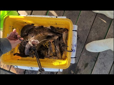 [갑프로] 자연식 좌대 겨울철 도다리 우럭 주꾸미 대일수산좌대 가보자