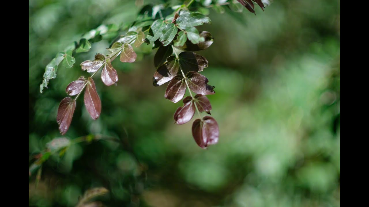 My Photo Album: Fujifilm X-E3 #1: Playing with Canon FD lens