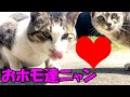 ホモ猫の食後にすることが卑猥な件