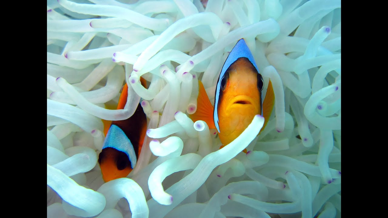 Diving Deep South Egypt