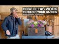 How Ollas Work to Water Your Garden (using insanely less water)