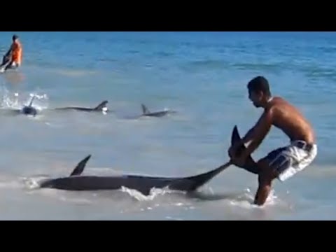 Incredible Dolphin Rescue - 30 Dolphins Stranded and Saved