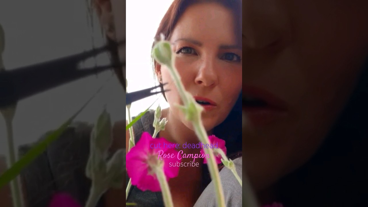 Cut Here: Sumner Deadhead Rose Campion  