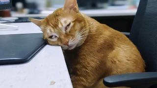 Cats are more silly than you think 😂 Best Funny Cat Videos 2025