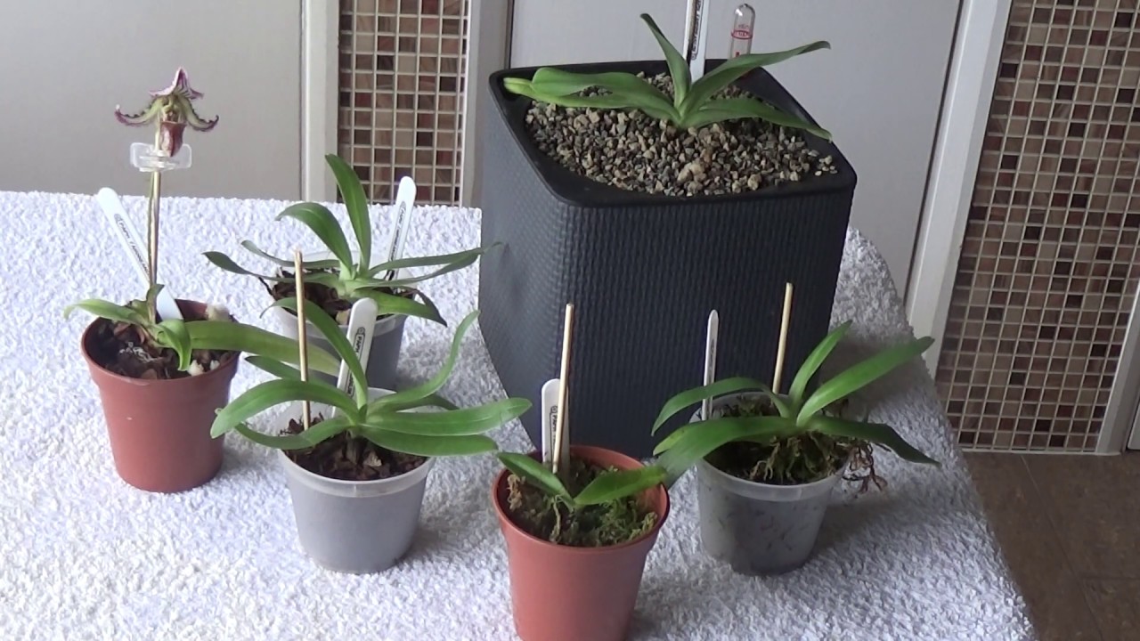 My favourite slipper orchid. 