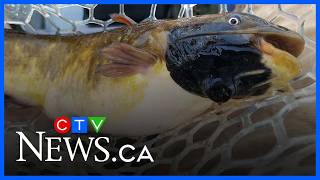 Species of catfish found to carry transmittable melanoma in new study