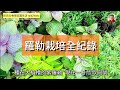 羅勒家族栽培｜中集｜移植 / 摘芯 / 修剪 / 施肥 / 蟲害｜夜盜蛾 / 蚜蟲 / 潛葉蟲 / 地圖蟲 / 鳥兒｜九層塔 / 甜羅勒 均適用