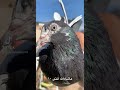 من فواخر المفترس
