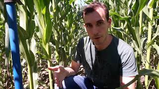 Pilotage Irrigation par sondes tensiométriques