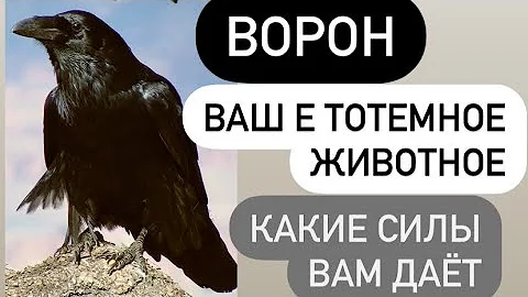 ВОРОН- ваше тотемное животное# какую силу он вам дает#