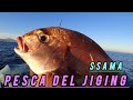 صيد سمكة شامة من الباطو بتقنية الجيجينغ Jiging 