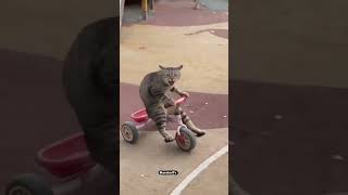 Part 434 Funniest Video Compilation ♥️ #funny  #comedy