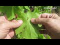 Какие виноградные листья следует собирать для приготовления долмы (подробное видео) Дача - Горадиль