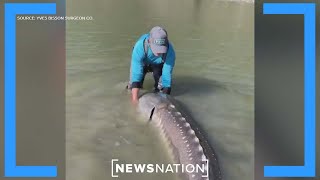 100-Year-Old Giant Sturgeon Caught In Canada, Thrown Back In River