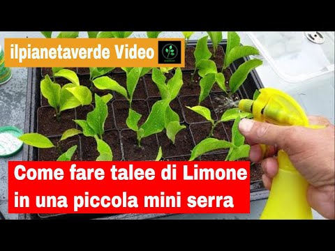 Video: Piante in crescita sotto i sacchetti di plastica: come utilizzare un sacchetto di plastica come serra