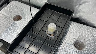 Episode 1 First Grow Northern Lights Autos Indoor Home Grow Cannabis Seedling Stage