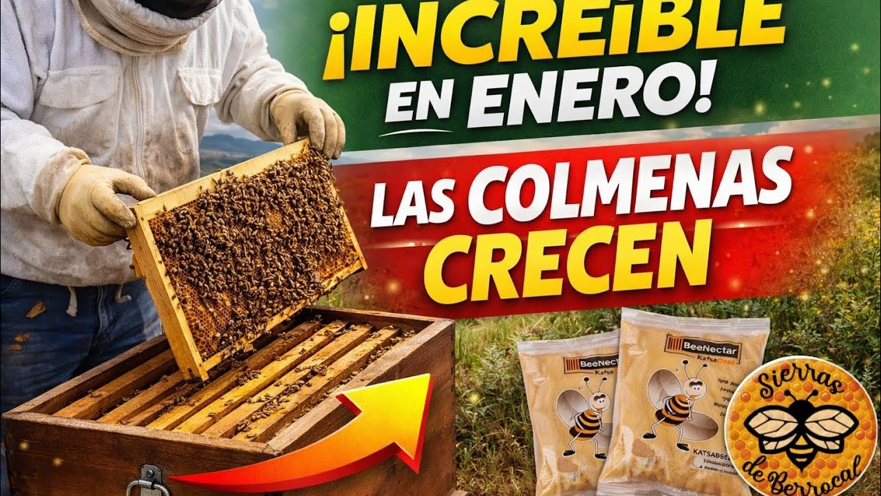 Enero y las colmenas ya crecen: primera revisión de 2026